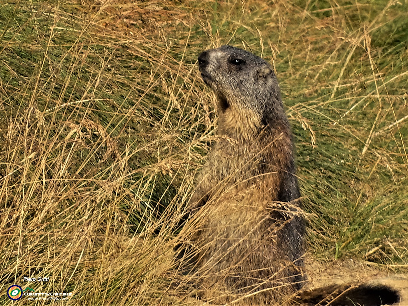 67 Marmotta ci osserva stavolta 'in sentinella'.JPG